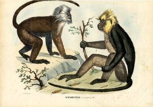 Langur, 1863-79 da Raimundo Petraroja
